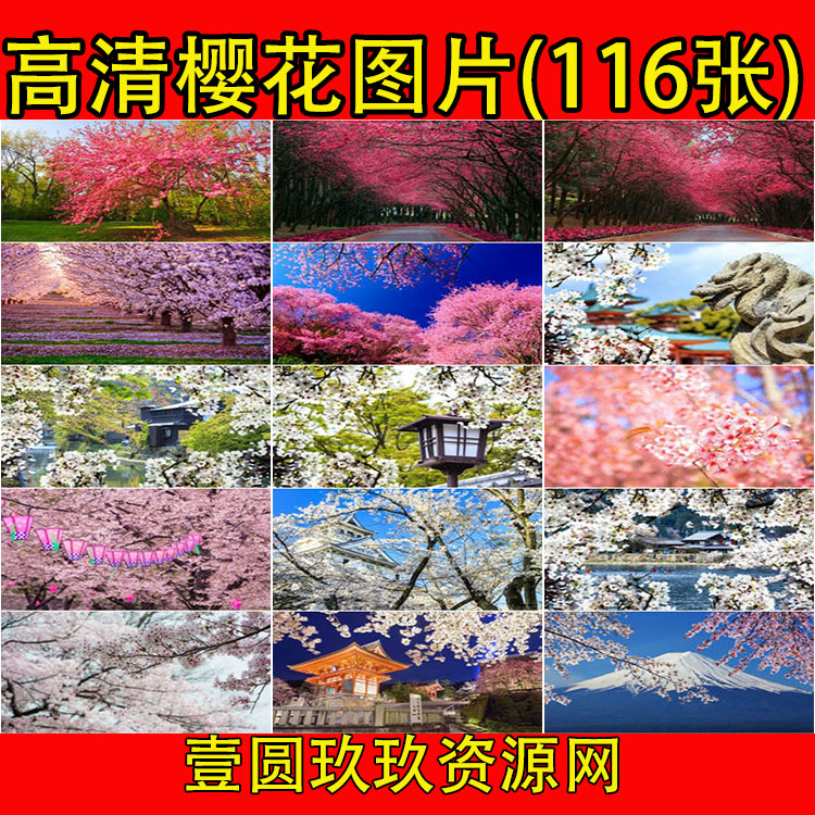 高清自然风景JPG图片樱花漂亮鲜花花朵花卉花瓣喷绘打印合成素材