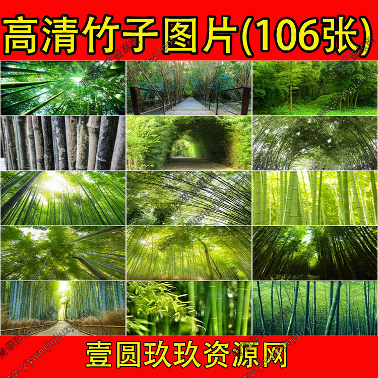 超大超高清图片绿色竹林竹子青竹枝叶翠竹密林风景自然美景素材