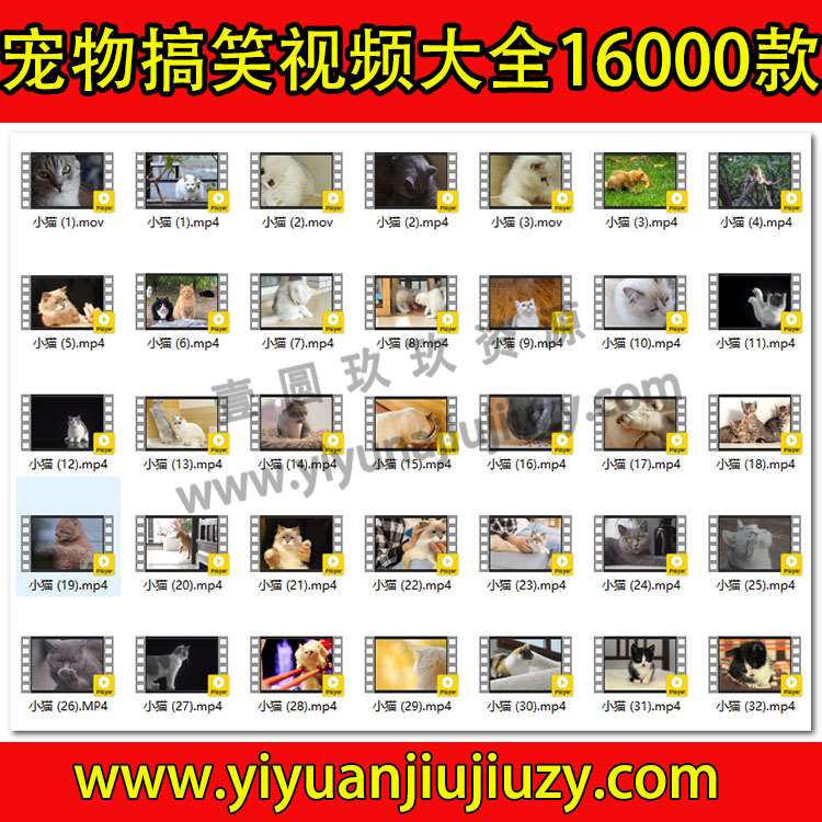 搞笑抖音短视频猫咪宠物视频国外萌宠动物小猫小狗狗剪辑设计素材