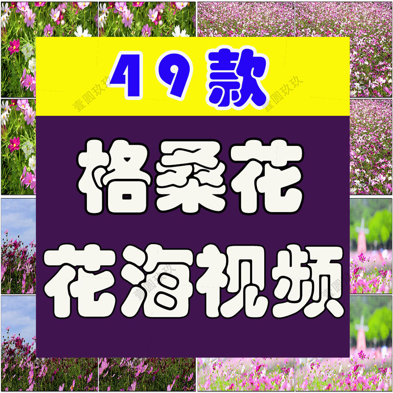 4K格桑花花海短视频素材春天唯美自然风景鲜花花朵盛开实拍背景