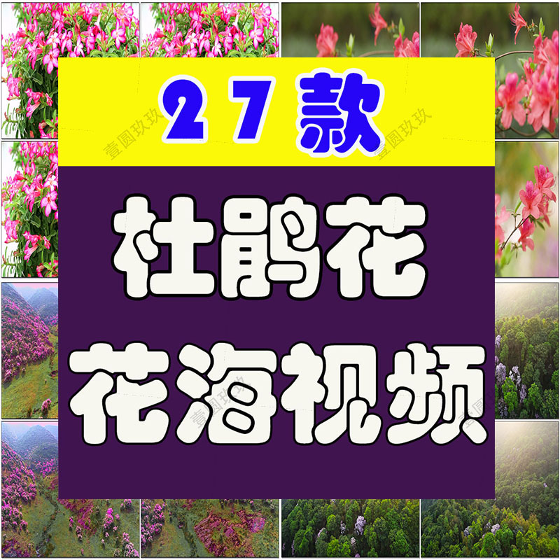杜鹃花花海盛开春天春暖花开绽放风景素材高清自然实拍短视频背景