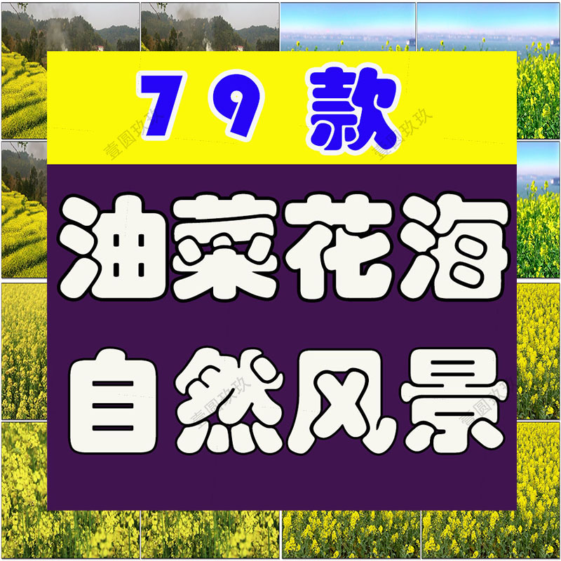 油菜花花海唯美大自然乡村风景素材高清旅游自然治愈系短视频背景
