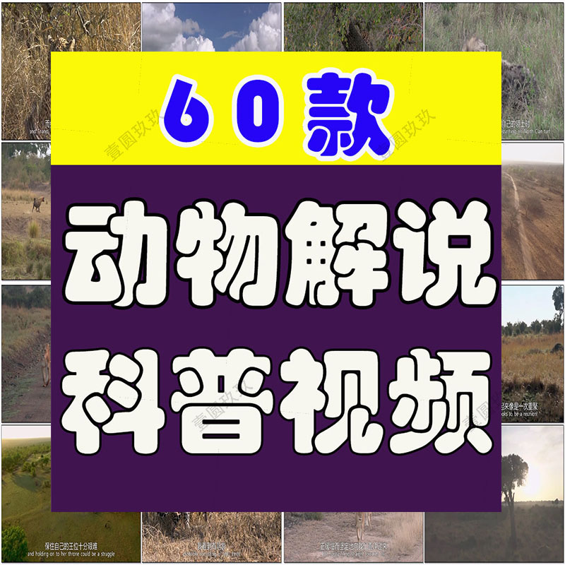 野生动物世界纪录片中视频解说科普视频4k国外觅食捕猎剪辑素材