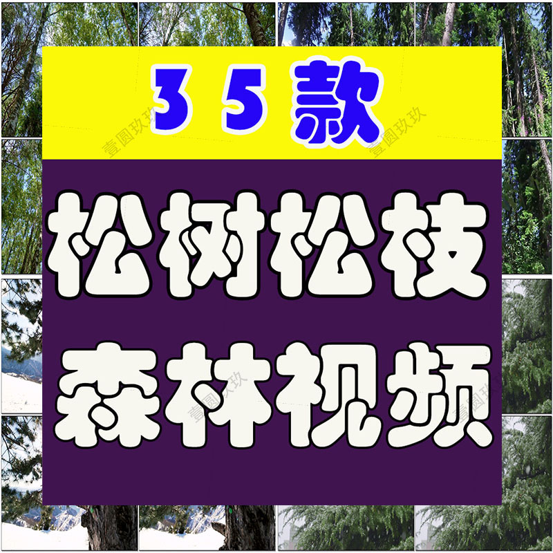 松树松针森林特写实拍空境风景素材高清旅游自然治愈系短视频背景