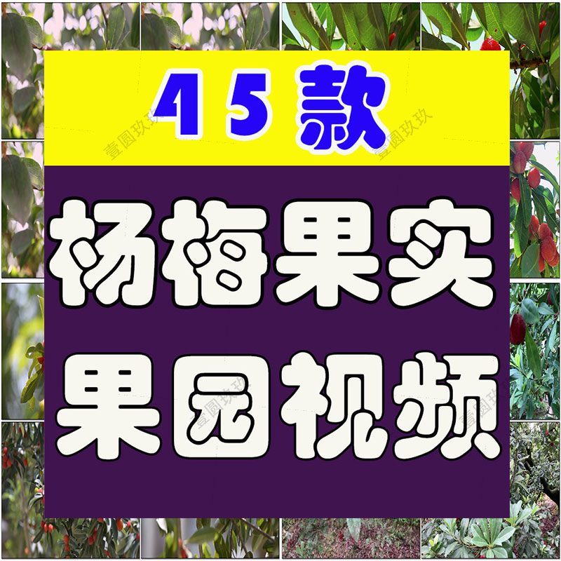 杨梅果实果园成熟丰收采摘水果抖音短视频自媒体高清实拍素材剪辑
