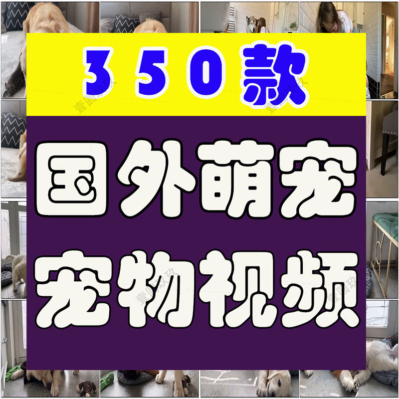 国外宠物萌宠搞笑动物猫咪狗狗抖音短视频自媒体高清实拍素材剪辑