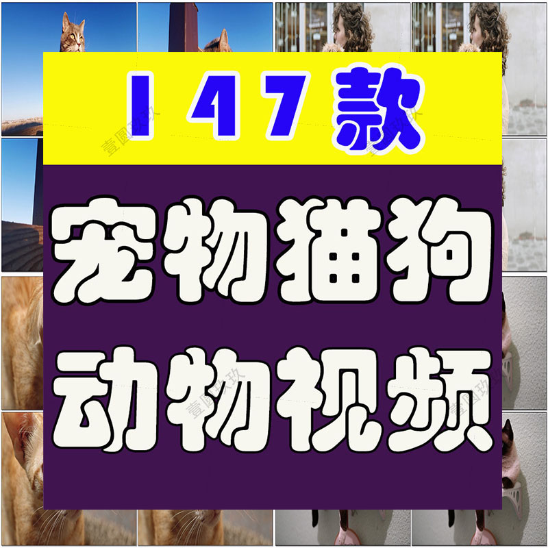 4K国外横屏宠物猫狗动物萌宠抖音短视频自媒体高清实拍素材剪辑