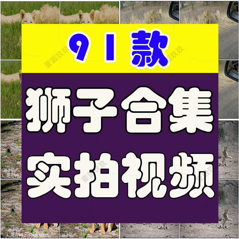 狮子合集野生动物园森林大自然荒野短视频自媒体高清实拍素材剪辑