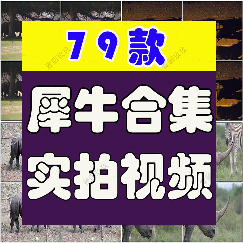 野生动物园白犀牛水坑泥坑玩耍吃草短视频自媒体高清实拍素材剪辑