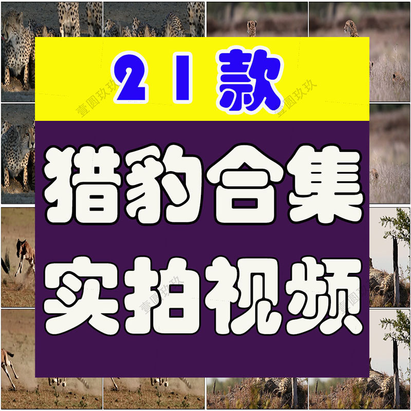 猎豹合集森林狩猎奔跑金钱豹非洲野生动物园视频高清实拍素材剪辑