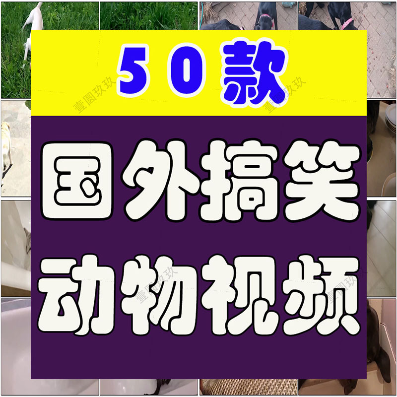 国外搞笑萌宠动物高清视频实拍猫狗搞笑治愈抖音剪辑自媒体素材