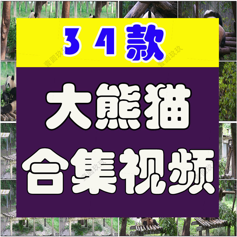 大熊猫吃竹子睡觉爬树国宝小浣熊保护动物园高清搞笑短视频素材