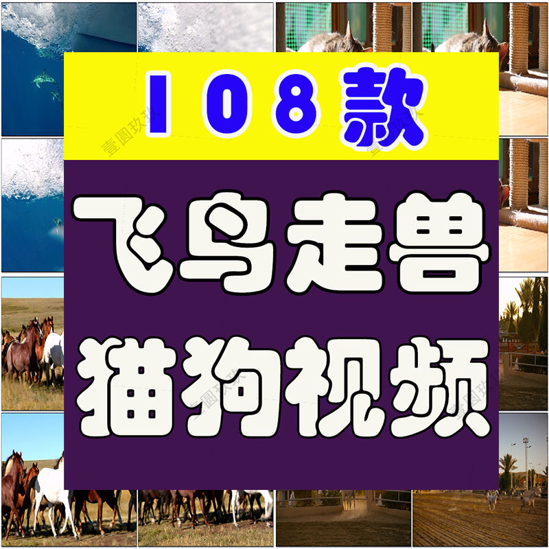 野生动物猴子大象老虎熊猫猫狗飞鸟宠物高清横屏剪辑短视频素材
