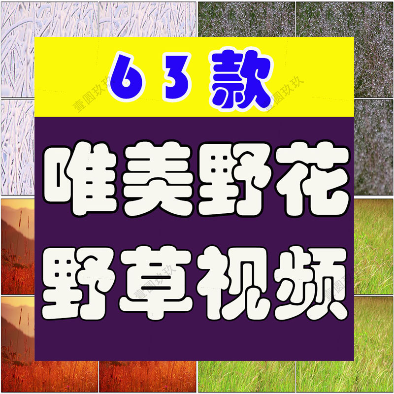唯美野花野草自然植物夕阳风景素材高清旅游自然治愈系短视频背景