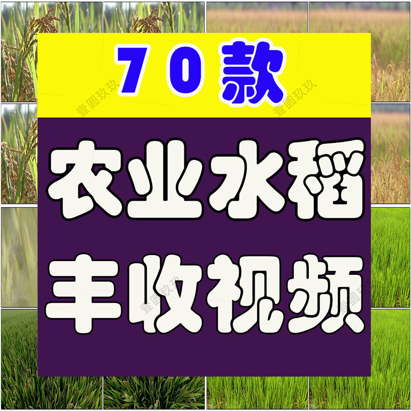 农业农田水稻秧苗稻田秋天丰收插秧稻谷稻穗视频高清实拍素材剪辑